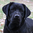 Jagger-11-07-11-163-wce-140w