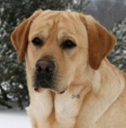 Lear-Head-Shot-3-wce