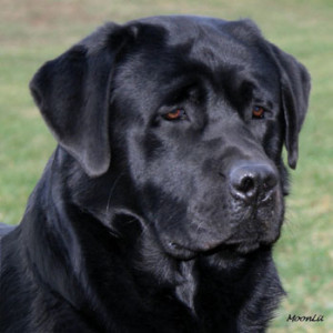 Phantom_1128_3-20081229web