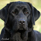 raven-at-overlook-newchamp-website